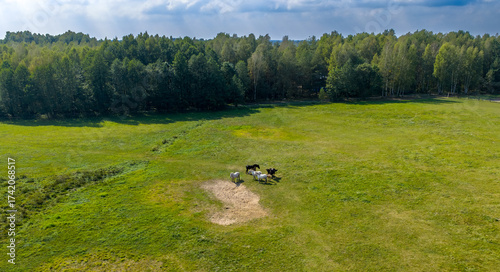 Partly abandoned meadows in autumn