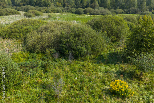 Partly abandoned meadows in autumn