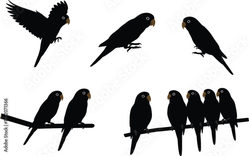 Parrot silhouette vector set showing flying, perched, group poses, tropical bird behavior for wildlife, nature, animal stock illustration