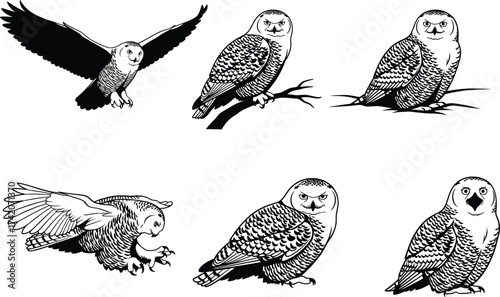 Owl bird silhouettes flying, perched, standing with angry, surprised, serious expressions, vector set for wildlife, nature, and character themes
