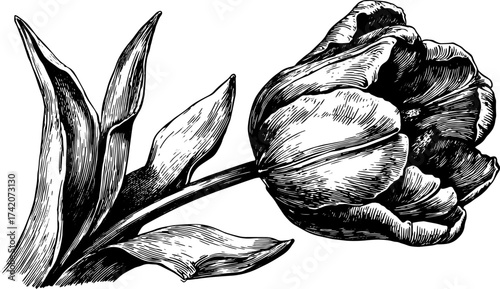 Black and white outline of a tulip flower. Detailed vintage vector illustration showing the botanical aspects of the plant in a simple, elegant set.