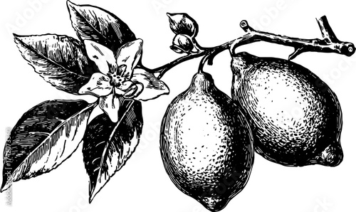Lemon botanical illustration in black and white outline style. Detailed vector set showcasing natural realism in an engraving format.