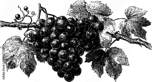 Vintage illustration of grapes with leaves on a branch. Detailed line drawing in black and white, showcasing botanical elements in this vector set.