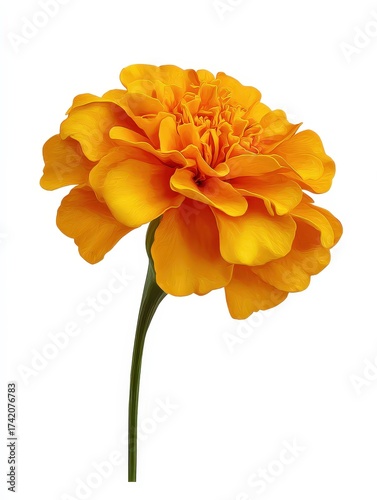 Bright orange yellow marigold flower isolated on white backdrop, tagetes bloom for garden floral arrangement wedding decoration autumn celebration design and botanical nature photography
