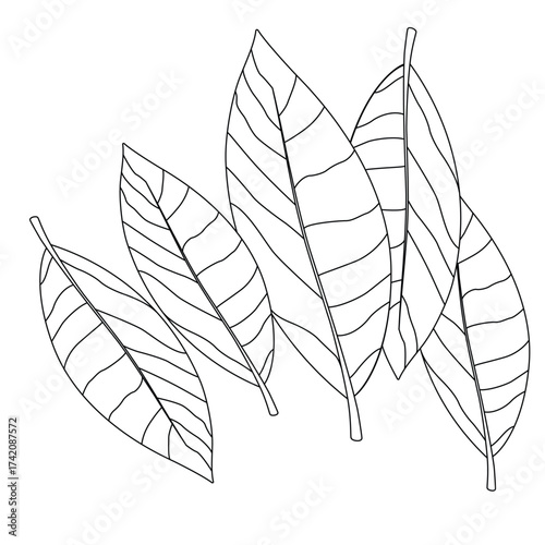Cute cartoon hand drawn vector bay leaves outline.
