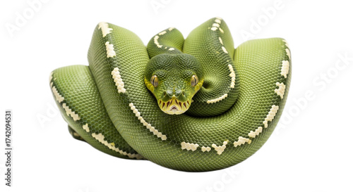 Snake with transparent png  background