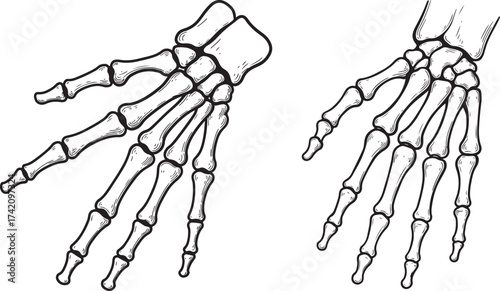 Two hand skeletons silhouette