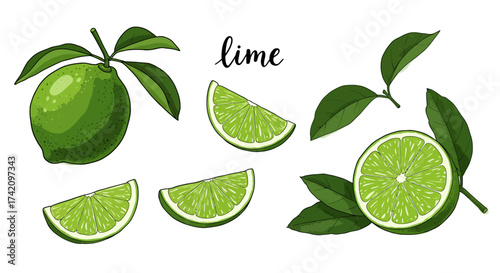Minimalist Hand-Drawn Lime Illustration with Slices and Leaves