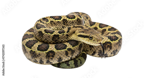 Snake with transparent png  background