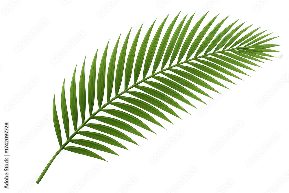 Fototapeta premium Palm frond illustration, tropical green plant leaf isolated on transparent background, botanical design element