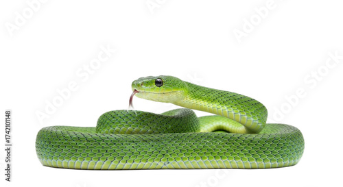 Snake with transparent png  background