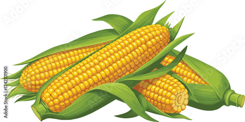 Fresh corn cobs with green husk, yellow kernels, healthy vegetable food illustration, organic maize agriculture harvest, natural farm product, nutrition