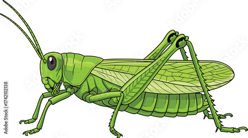 Green grasshopper insect illustration, detailed wildlife bug vector with wings, antennae and legs, entomology drawing, nature animal biology graphic for education
