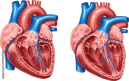 Human heart anatomy cross section illustration, detailed medical diagram, cardiovascular system structure, healthcare education design, biology concept, anatomical organ vector art