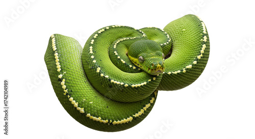 Snake with transparent png  background