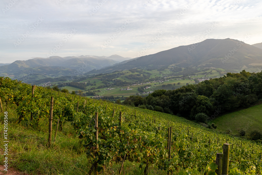 Fototapeta premium Vignoble pays Basque (Irouléguy)