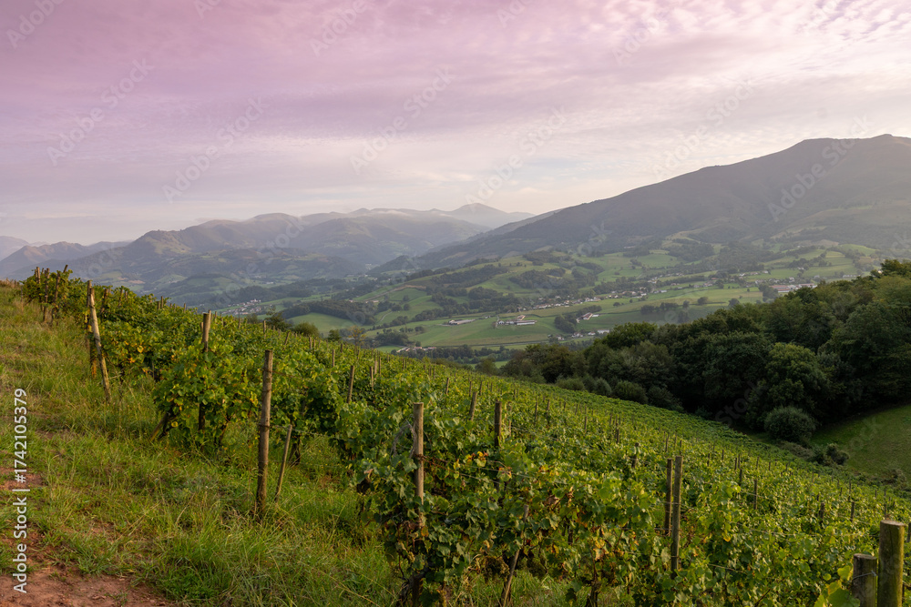 Naklejka premium coucher de soleil sur le vignoble d'Irouléguy