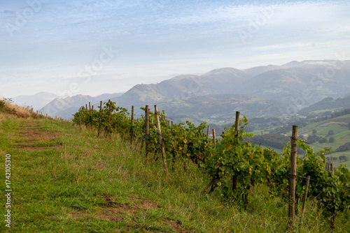Vignoble d'Irouléguy Pays Basque