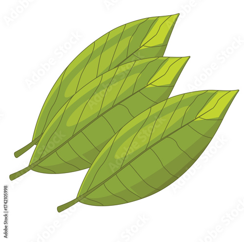 Cute cartoon hand drawn vector bay leaves clipart.