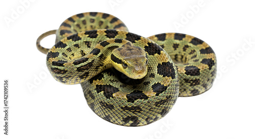 Snake with transparent png  background