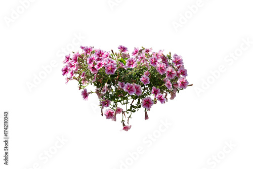 Pink flower bush isolated