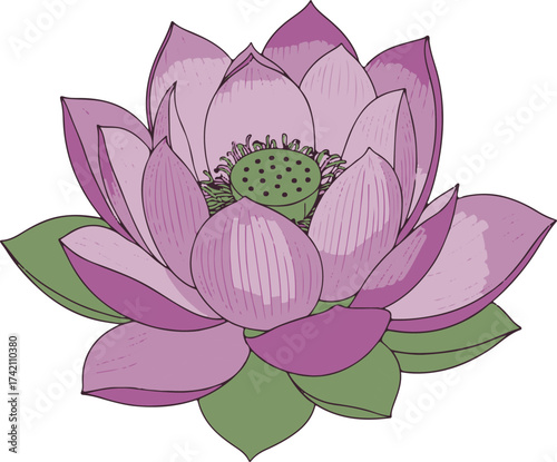 Floral Illustration of Blooming Lotus Flower isolated on transparent background