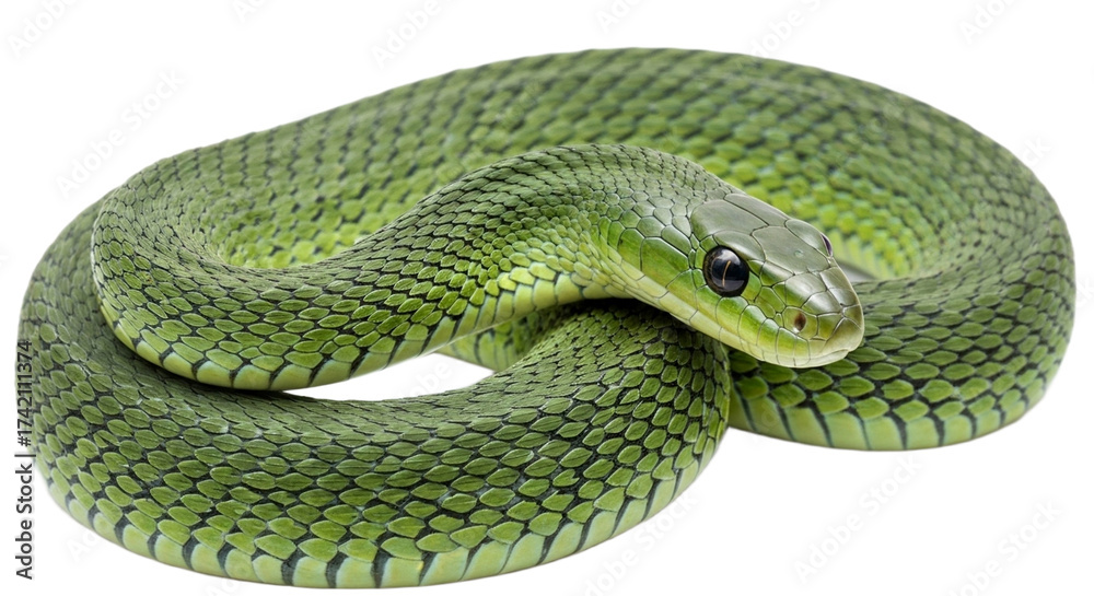 Obraz premium Snake with transparent png background