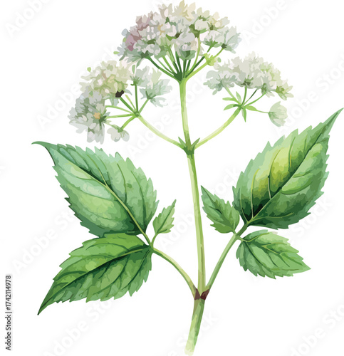 Holistic Medical Valeriana Plant with Flowers Botanical Classic Watercolor Vector Illustration