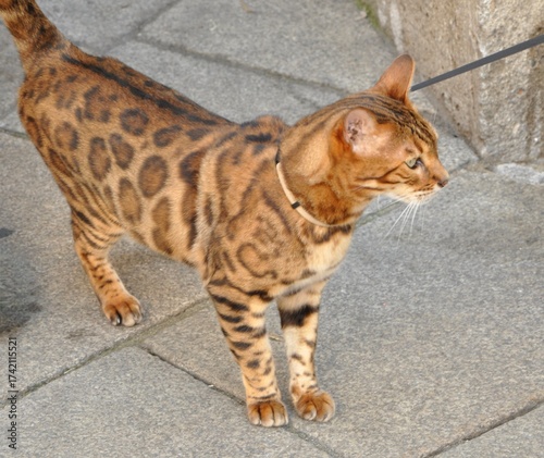 Bengal cat walks in the street. He shows different emotions. The cat looks away. Ears on the vertex, pointing forward: the cat is in a good mood, ready for the game.