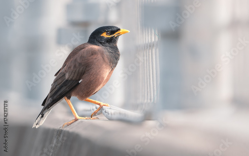 A wild common myna (Acridotheres tristis) perched on concrete beside fencing in an urban setting, Australia
