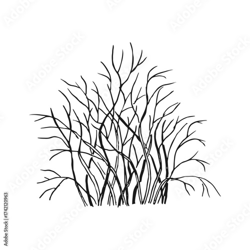 Winter dry bush. Hand drawn vector illustration.