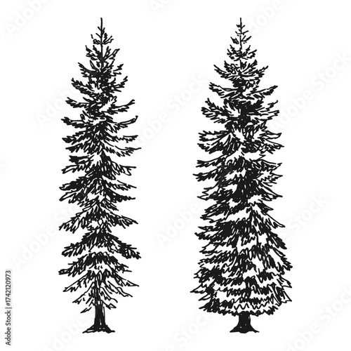 Fir trees ink sketches. Set hand drawn vector illustration.