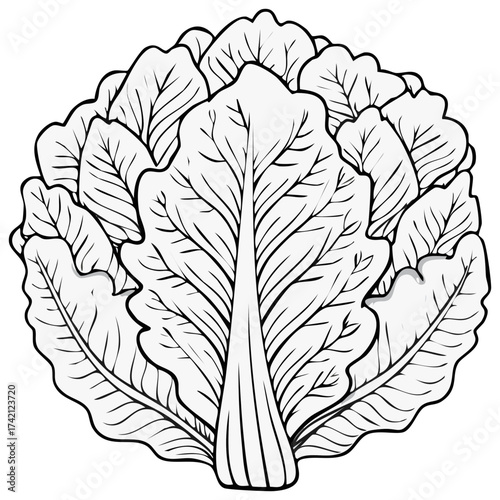 Detailed illustration of a head of lettuce, black and white, with defined leaf veins.