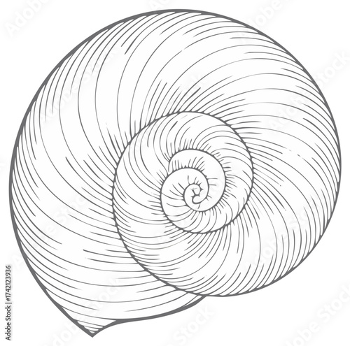 Detailed gray line drawing of a spiral seashell showing the intricate lines and curves of the shell