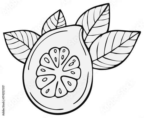 Stylized line art illustration of a halved fig with botanical leaves