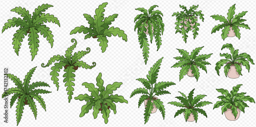 Obraz na plátně A collection of fern illustrations, some in pots, others hanging, all with detailed green fronds