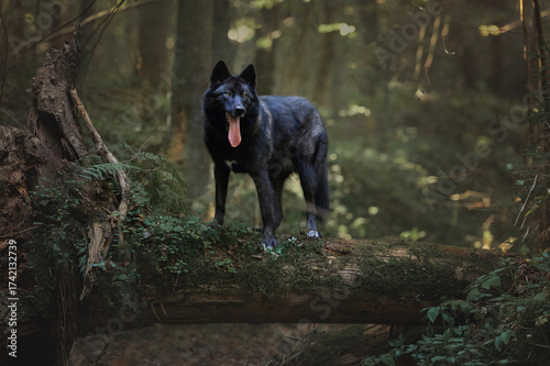 dog - wolf A Russian wolfhound in the forest on a log