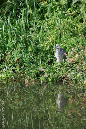 Wild heron standing on river bank with reflection in water of Avon