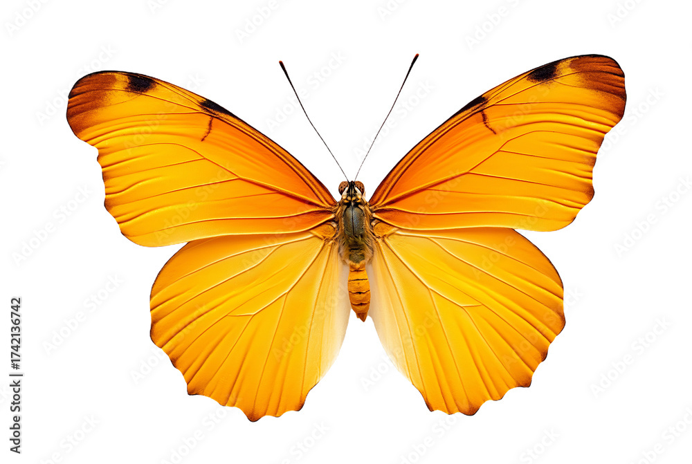 Obraz premium Vibrant orange butterfly with detailed wings on white background