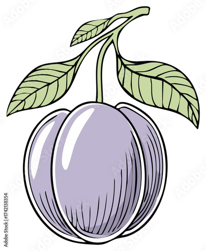 Hand Drawn Plum Fruit with Leaves Illustration Design Element Isolated on White