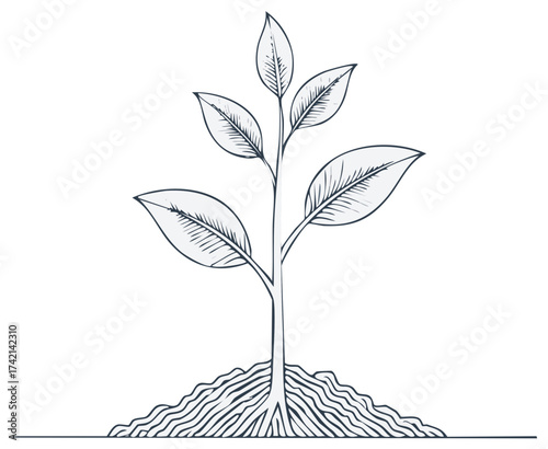 Detailed Line Drawing of a Young Plant Growing from Rich Soil with Visible Roots