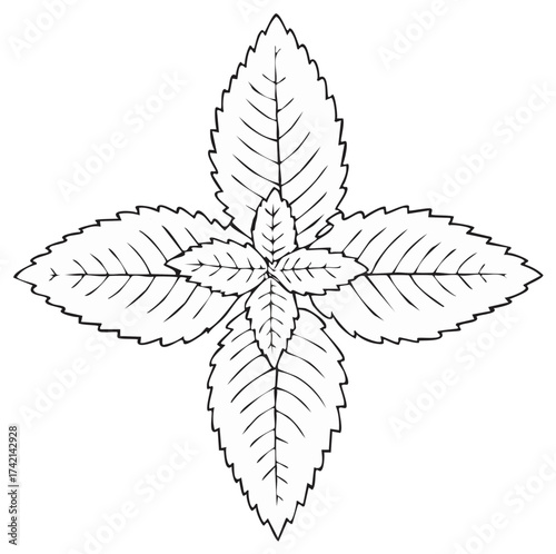 Symmetrical Mint Leaf Illustration: Four Leaves with Distinct Veins, Herbal Drawing