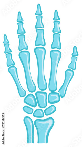 Anatomical illustration of a human hand skeleton with blue bones