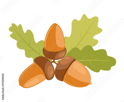 A branch of acorns and oak leaves. Oak tree branch with acorns and foliage. illustration isolated on white background