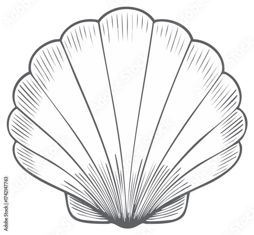 Detailed Line Art Illustration of a Scallop Shell