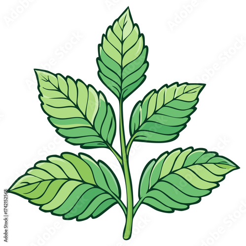 Vibrant Leaf Branch: Detailed Illustration of Fresh Green Leaves on a Stem with Line Art Accents