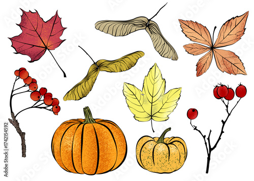 1582_Colorful textured autumn leaves, pumpkins, red berries and other natural design elements isolated on white background.eps
