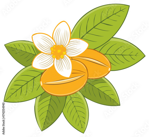 Stylized botanical illustration of a coffee plant branch with flower and beans