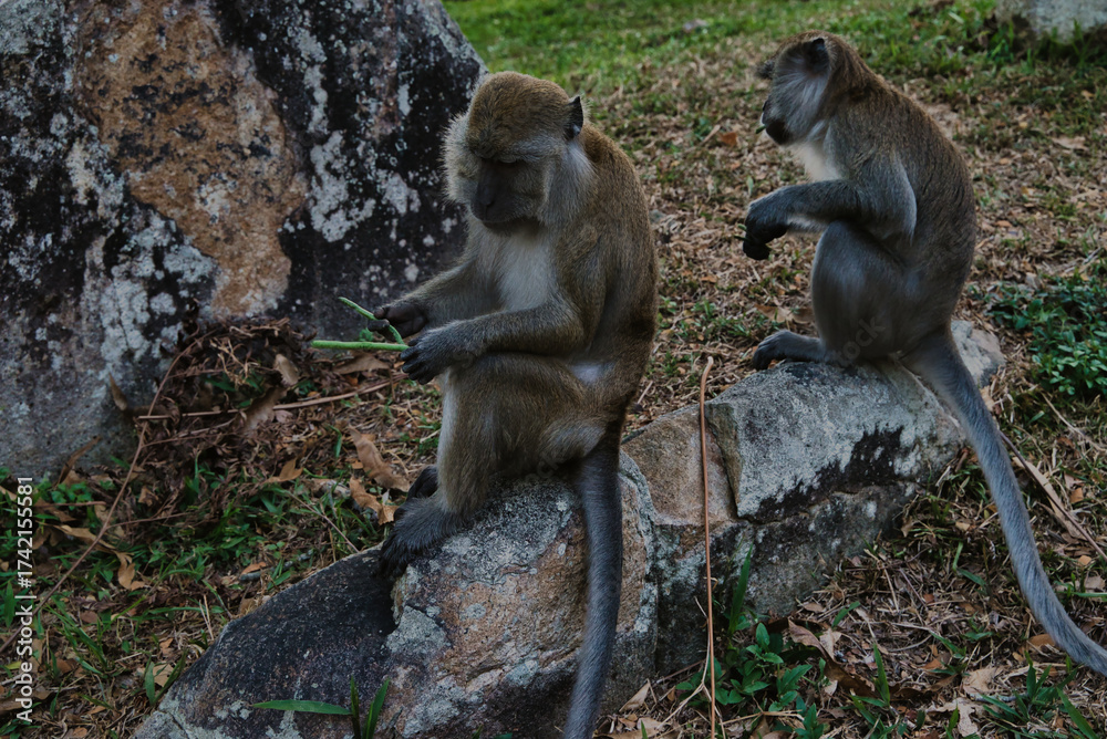 Obraz premium Primer plano de un langur plateado (Trachypithecus cristatus) en Malasia.