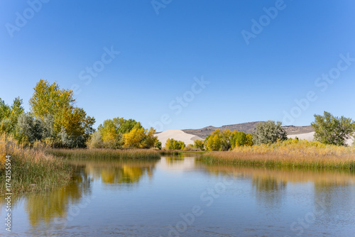 Populus, family Salicaceae, poplar, aspen, and cottonwood. St Anthony Sand Dunes.  Egin Lake Campground, Fremont County, Idaho. Snake River Plain